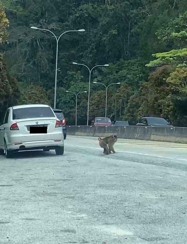 野猴袭击人后仍不依不饶。