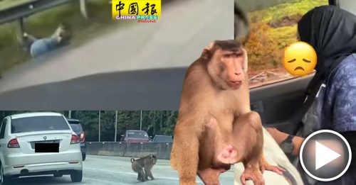 野猴袭击女子 华裔家庭停车救人