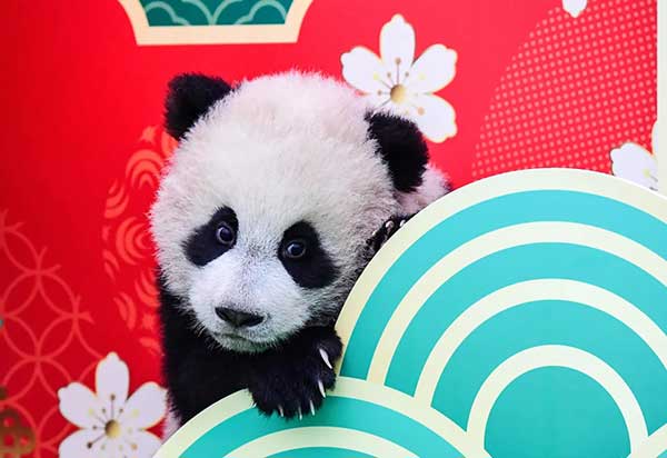 “中国大熊猫保护研究中心卧龙神树坪基地”的幼崽贺年照。