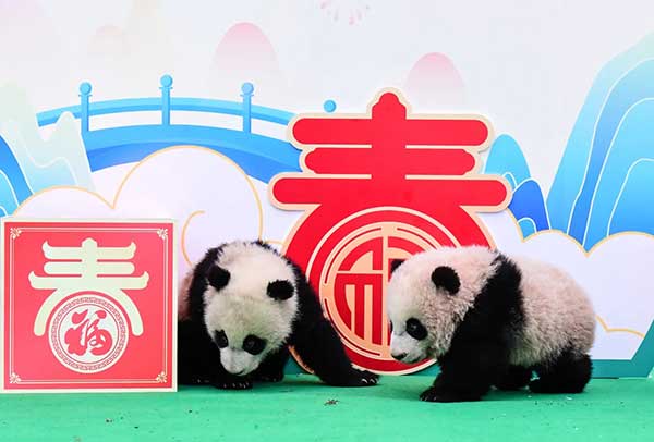 “中国大熊猫保护研究中心卧龙神树坪基地”的幼崽，好像在找掉到地上的东西。（新华社）