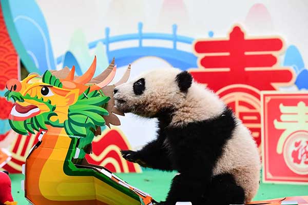 “中国大熊猫保护研究中心卧龙神树坪基地”幼崽，对龙的摆饰很有兴趣。（新华社）
