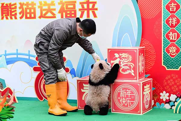 “中国大熊猫保护研究中心卧龙神树坪基地”幼崽顾着玩，不理镜头。（新华社）
