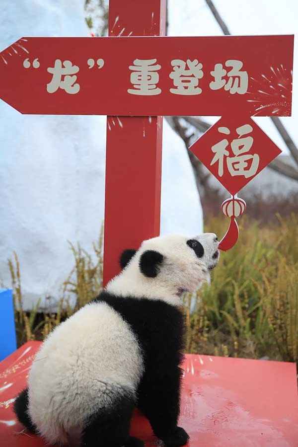 “中国大熊猫保护研究中心卧龙神树坪基地”幼崽乱咬新年摆饰。（新华社）
