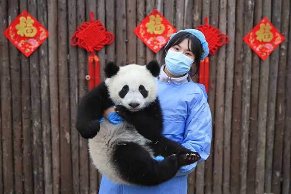 “中国大熊猫保护研究中心卧龙神树坪基地”的幼崽贺年照。（新华社）
