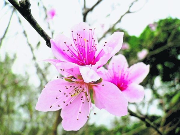 桃花有春天暖意和吉祥好兆头，也代表爱情和春天，在新春佳节，家中摆放桃花，象征生机勃勃，人缘好。