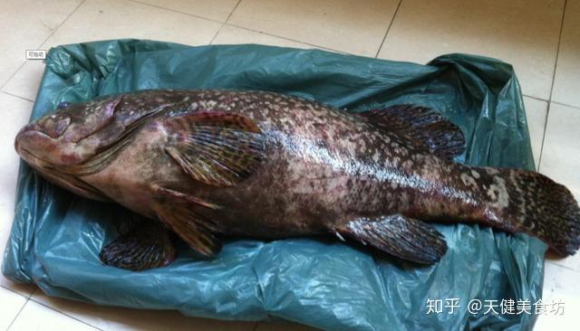 轉：關於魚（完結篇）在香港怕吃魚 by蔡瀾