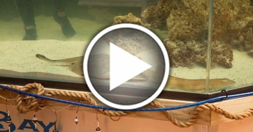 美水族馆罕例 魟鱼孤雌生殖