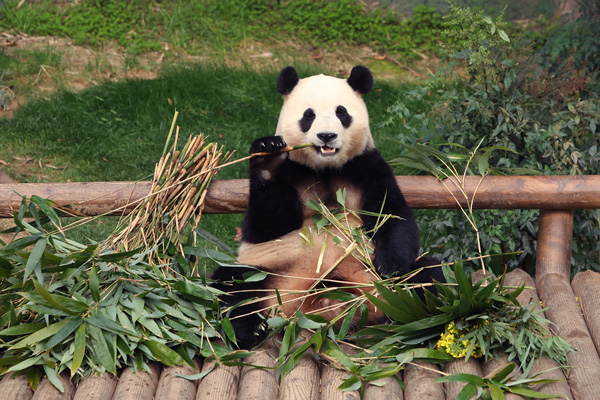 <b>大熊猫“福宝”吃竹叶</b>－－　韩国爱宝乐园大熊猫“福宝”， 周日在享受吃竹叶， 憨态可掬。“福宝”是一只雌性大熊猫，今年4岁，它在今年4月将返回中国四川省的成都大熊猫繁育研究基地。（欧新社）
