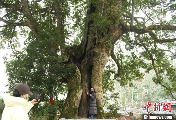 千年金丝楠－－游客近日在树龄约3000年，有“千年金丝楠木王”之称的古树下拍照留念。据了解，该村有大大小小金丝楠木近万棵，树龄超千年的有八棵，被林业专家鉴定为目前世界上最大的千年金丝楠木群。（中新网）