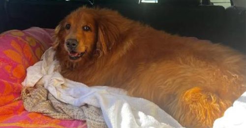 57公斤狗狗险被安乐死 如今瘦身成功