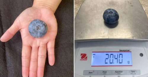 巨型蓝莓重20.4克 打破世界纪录