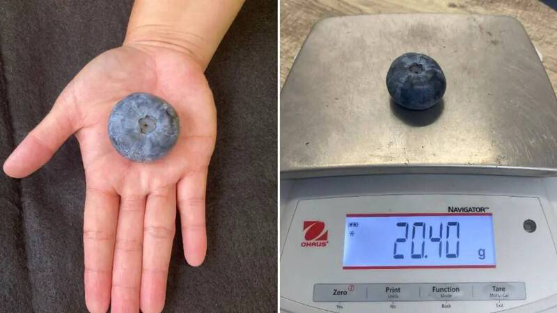 巨型蓝莓重20.4克 打破世界纪录