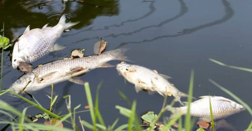 公園防洪池疑受污染 上千條魚翻肚死亡