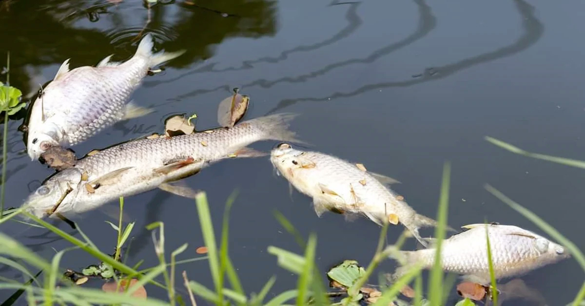 公园防洪池疑受污染 上千条鱼翻肚死亡