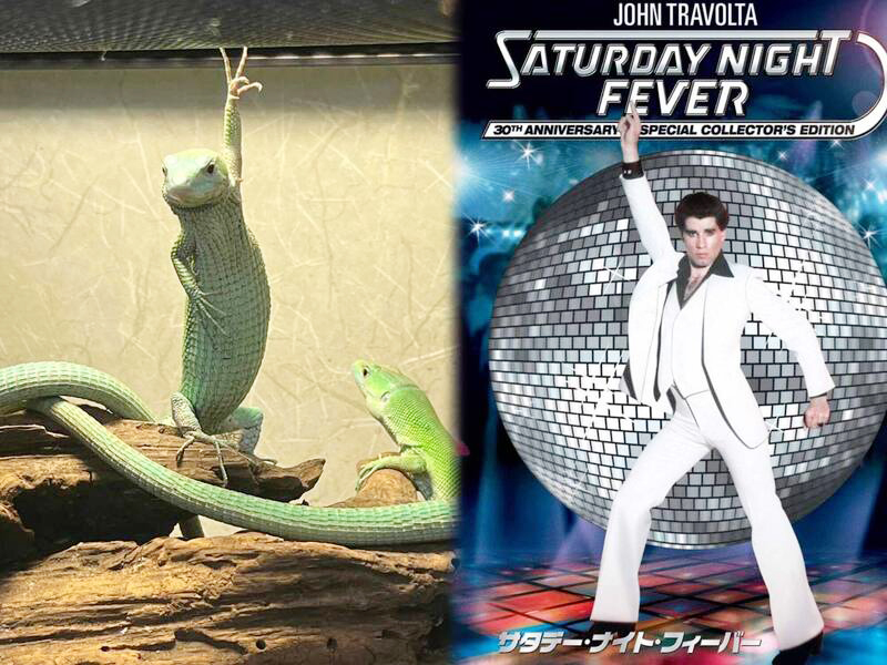 宠物蜥蜴摆出YA手势 网友∶周末夜狂热！