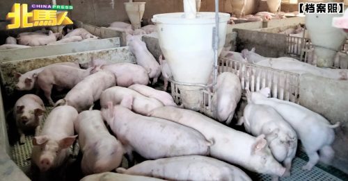 未全面提升現代養豬系統 威省15養豬場 准證被吊銷