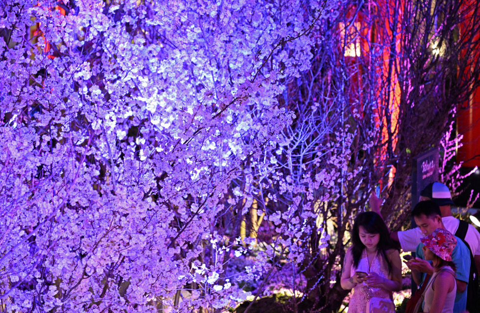 新加坡游客赏樱花－－游客周五在新加坡滨海湾花园举办的樱花节上赏花。（新华社）