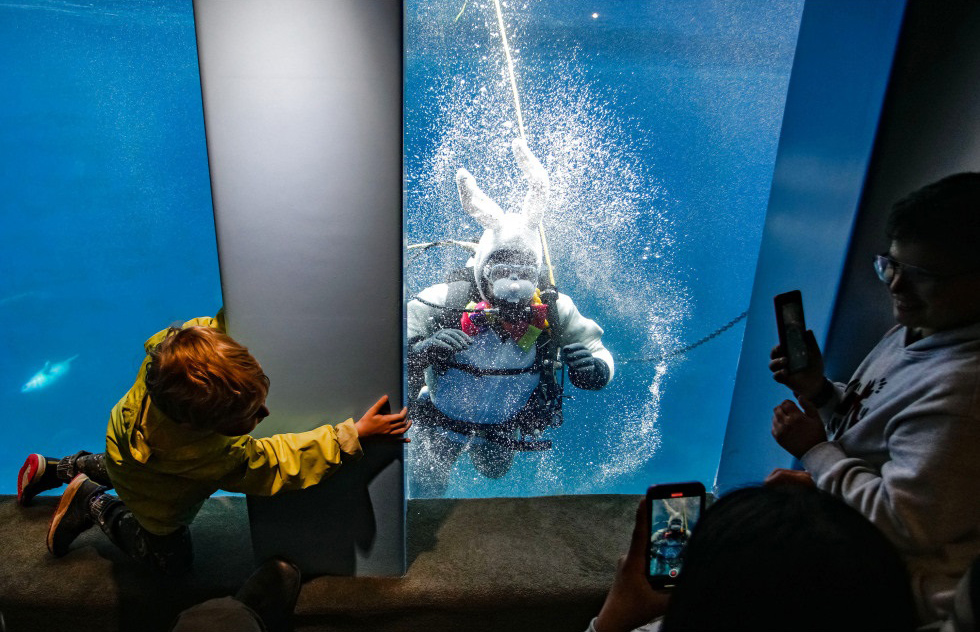 扮复活节兔子潜水员－－周六在加拿大卑诗省温哥华水族馆，一名装扮成复活节兔子的潜水员与游客互动。（新华社）