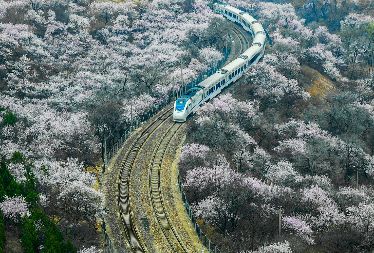春到居庸关－－一列客运列车周日行驶在中国北京市居庸关长城脚下的花海中。近日，北京市居庸关长城景区山桃花开，花海中的列车、长城上的游客与春景，勾勒出一幅幅美丽的画卷。（新华社）