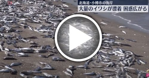 北海道涌大量沙丁鱼尸 绵延海岸线7公里