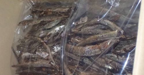 日本秋刀鱼干含一级致癌物 台湾退运销毁50公斤