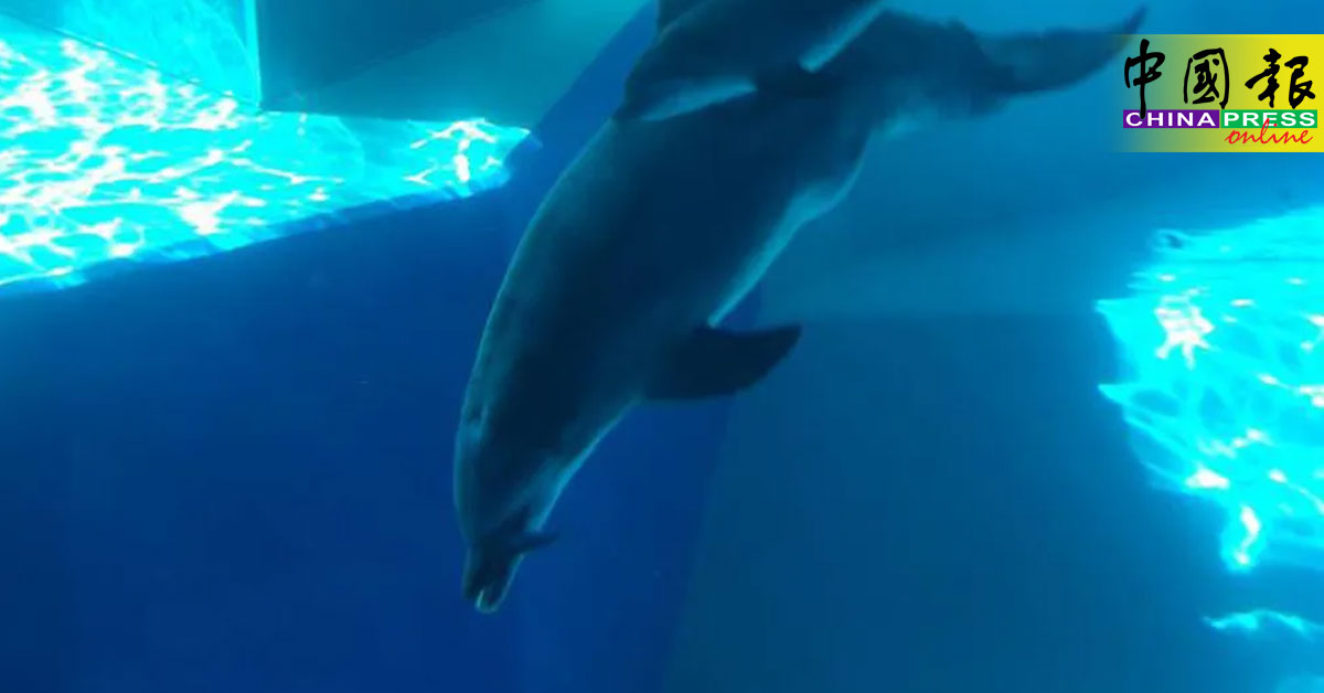 动物园海豚迅速死 祸首竟是假海藻