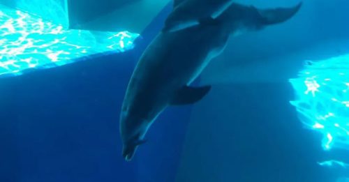 動物園海豚迅速死 禍首竟是假海藻
