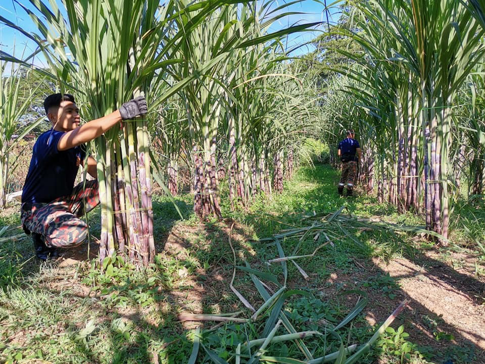 消拯员在闲暇时，种植甘蔗。