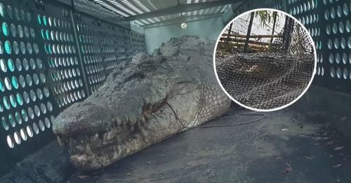 盘据数月吓坏澳洲乡民 4.3公尺巨鳄终落网