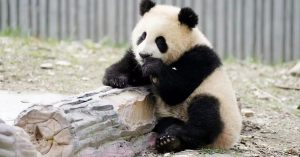 大熊猫青糍病逝 患罕见肠梗塞并发肠套叠