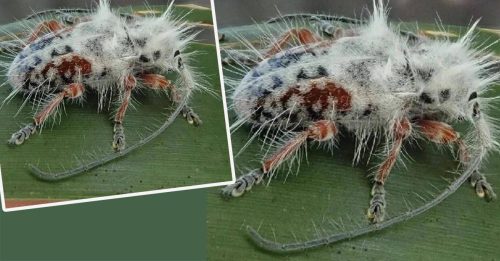 全球最“毛”甲虫 绝世珍稀看似鸟屎