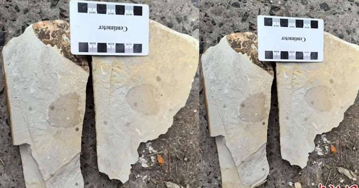 寒武纪早期大型海绵化石 距今约5.4亿年