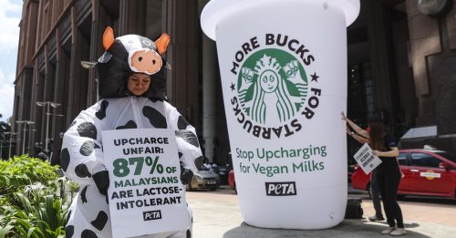 善待动物组织抗议星巴克 非乳制奶收额外费用