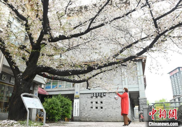 “百岁”樱树开花－－中国江南春日，浙江省杭州一棵“100岁”左右的樱树于近日开花，烂漫景象成为当地的春季“网红打卡点”，吸引市民游客纷至沓来。