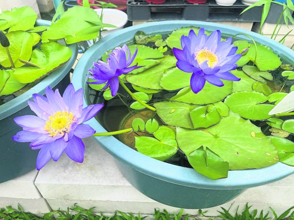 由于荷花、碗莲都是属于水生植物，花友需时刻把盛水的盆器维护妥当，莫造成蚊子滋生的环境。