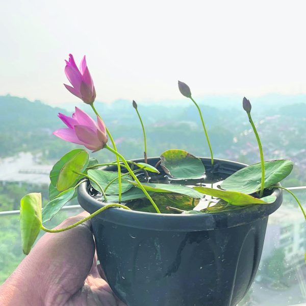 碗莲主要是比较微型植株的荷花品种，可以培植在盆器上如果处在没有太大家居环境的空间。