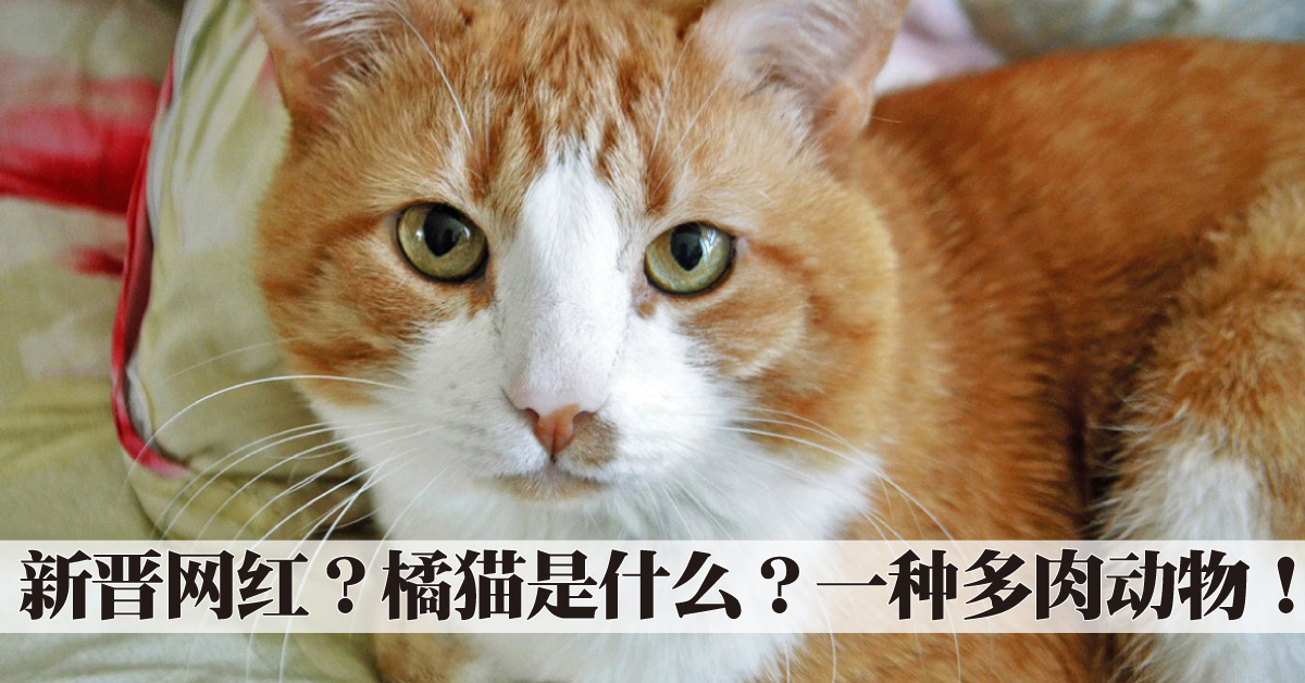 寵物情緣｜新晉網紅？橘貓是什麼？一種多肉動物！