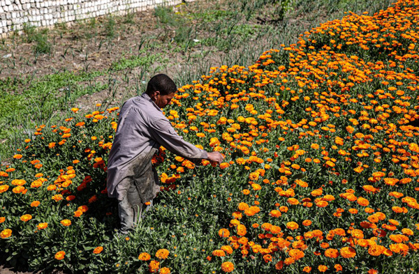 <b>埃及收获菊花</b>－－　埃及农民周二在埃及法尤姆省采摘菊花。（新华社）
