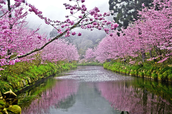 <b>樱花倒映水景美如画</b>－－　台湾南投县鹿谷乡杉林溪森林生态渡假园区，坐落在海拔高度1600公尺至1800公尺之间，3月粉红樱花绽放，独步全台最美河岸樱花，倒映水景美如画，云雾缭绕，宛如仙境的美景。除了樱花之外，花卉中心还有美丽的郁金香及牡丹，颜色多种，吸引游客拍照打卡。（香港中通社）
