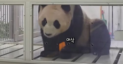 旅韩大熊猫“福宝” 3日上午启程返华