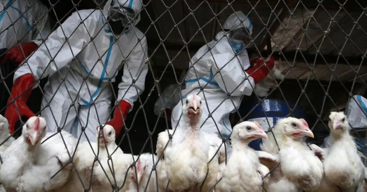 过去几年，禽流感已导致全球数亿只家禽被扑杀。