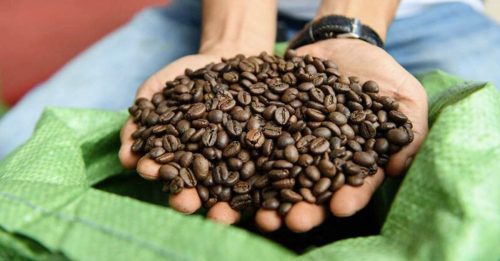 咖啡豆價格飆不停 星巴克會漲價嗎？