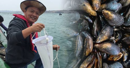 吃青蚝中毒案｜国内有害藻类激增 危害贝类 水产养殖业