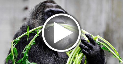 世界最老大猩猩 法圖迎67歲生日