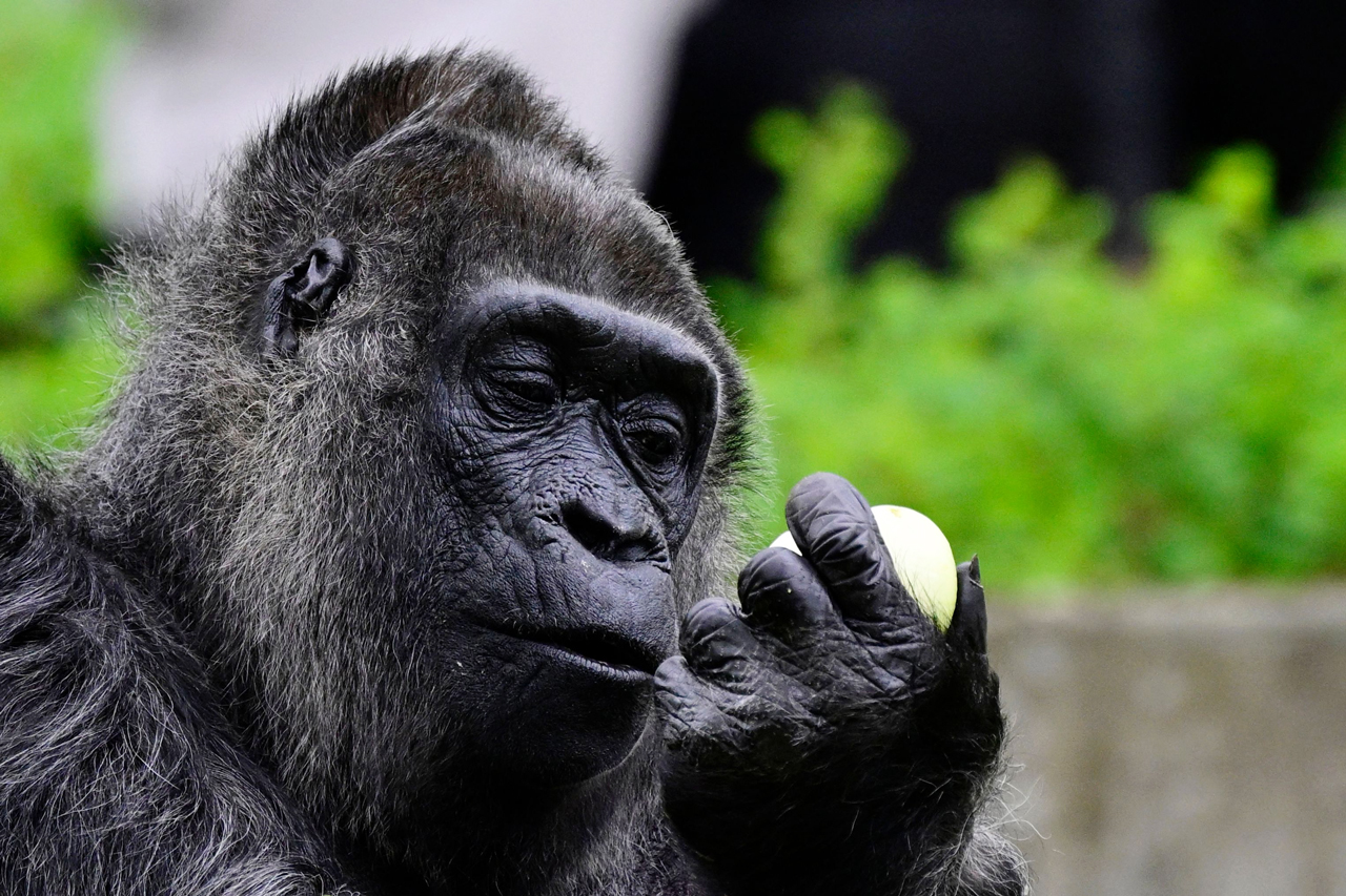 世界最老大猩猩 法图迎67岁生日