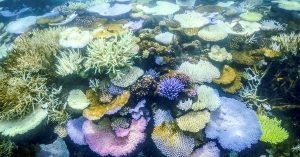 全球暖化海洋升温 珊瑚礁出现第4次大规模白化