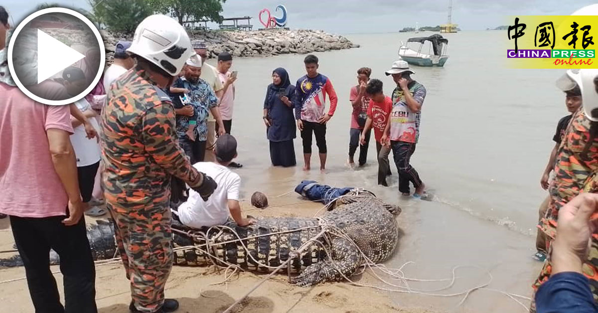 重一吨长5公尺 游入海域 大鳄鱼与渔民对峙2小时 被制伏