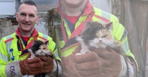 消防员救出卡墙缝小猫 猫咪愤怒表情爆红