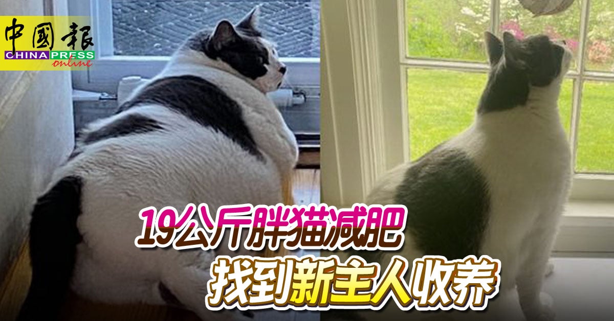 19公斤胖猫减肥 找到新主人收养