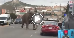马戏团大象脱逃 大街狂奔